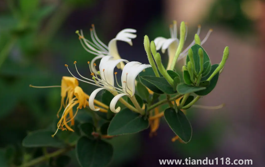 金銀花是蒸好還是不蒸好(金銀花蒸過和沒蒸過的效果哪個好)(圖2) 金銀花是蒸好還是不蒸好2