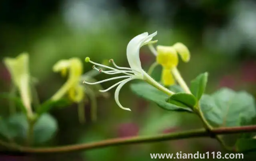 金銀花是蒸好還是不蒸好（金銀花蒸過和沒蒸過的效果哪個(gè)好）