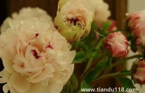 芍藥花骨朵幾天開(kāi)花(芍藥花期一般開(kāi)多長(zhǎng)時(shí)間)(圖2) 芍藥花骨朵幾天開(kāi)花2