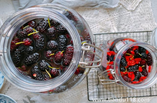 桑葚泡酒多久把桑葚渣撈出來(桑葚泡酒有什么功效和作用)(圖3) 桑葚泡酒多久把桑葚渣撈出來3