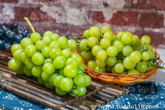 陽光玫瑰葡萄無籽是打了避孕藥嗎(陽光玫瑰葡萄怎么挑選)(圖3) 陽光玫瑰葡萄無籽是打了避孕藥嗎3