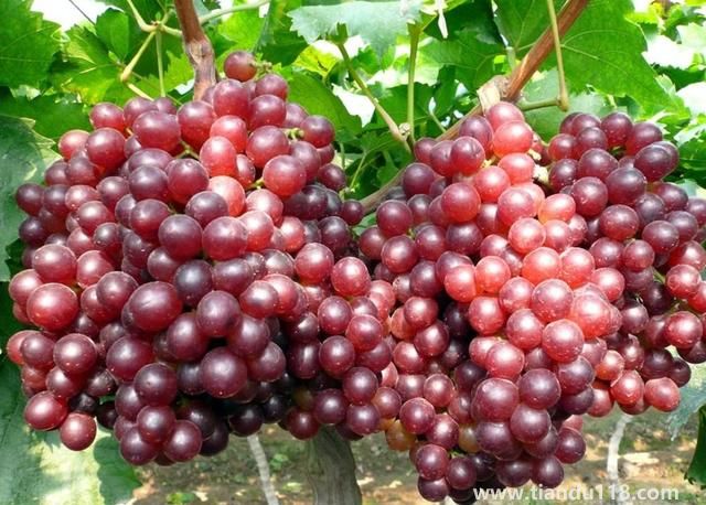 句容有哪些特產(句容特產排行榜)(圖1) 句容有哪些特產(句容特產排行榜)(圖1)