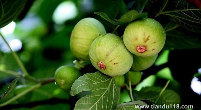 句容有哪些特產(句容特產排行榜)(圖3) 句容有哪些特產(句容特產排行榜)(圖3)