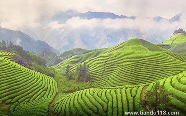 句容有哪些特產(句容特產排行榜)(圖2) 句容有哪些特產(句容特產排行榜)(圖2)