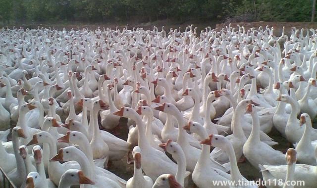 句容有哪些特產(句容特產排行榜)(圖5) 句容有哪些特產(句容特產排行榜)(圖5)