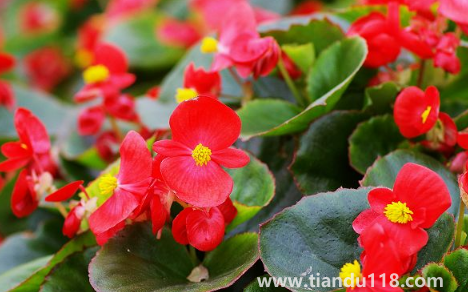 玻璃翠可以在室內(nèi)養(yǎng)嗎1