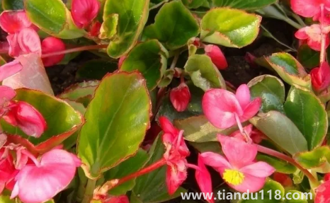 玻璃翠可以在室內(nèi)養(yǎng)嗎2