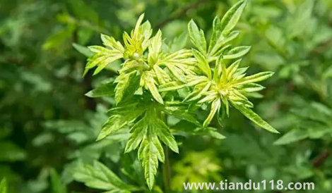 新娘床上放艾草寓意什么(新娘床上放艾草什么時候放)(圖2) 新娘床上放艾草寓意什么 2