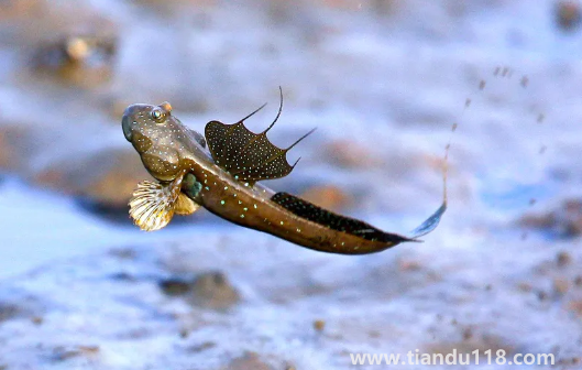 跳跳魚的功效與作用1