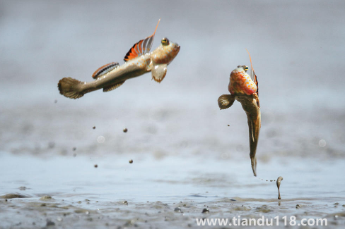 跳跳魚的功效與作用2