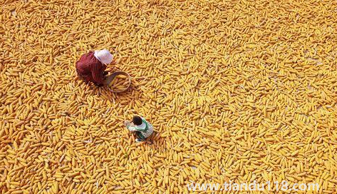 預(yù)言饑荒馬上要來了真的假的1