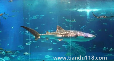 去海洋館穿藍(lán)色衣服好不好看(去海洋館衣服怎么穿)(圖2) 去海洋館穿藍(lán)色衣服好不好看2