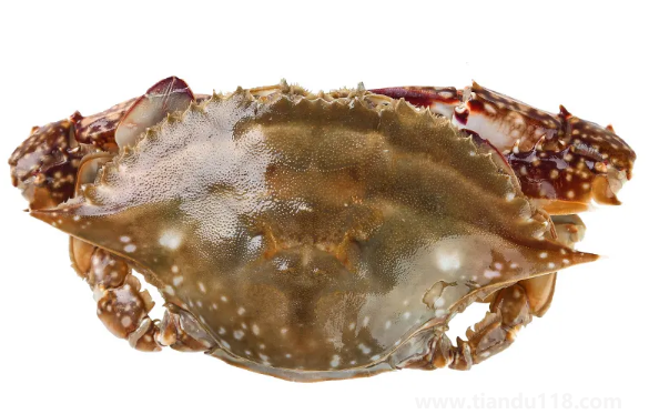 梭子蟹可以寄順豐快遞嗎(怎么看梭子蟹是否死亡)(圖3) 梭子蟹可以寄順豐快遞嗎3