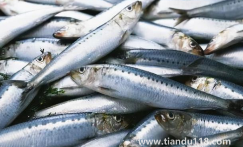 6000元一斤的長江刀魚真的存在嗎（為什么刀魚價格那么貴）