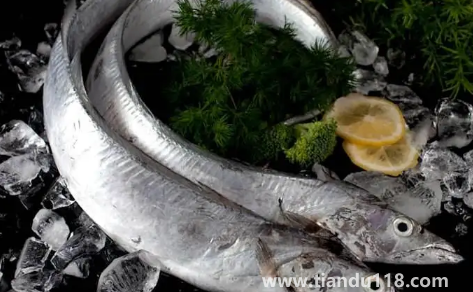 刀魚是淡水魚還是海魚3