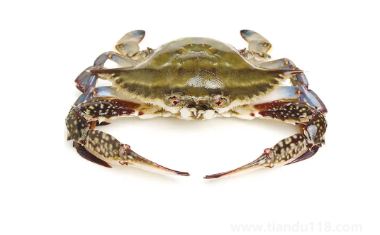 梭子蟹在運輸過程中死了還能吃嗎（梭子蟹怎么保存）