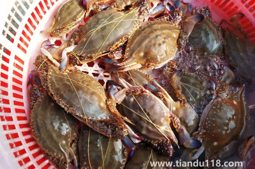 坐飛機(jī)可以帶梭子蟹嗎(梭子蟹可以天天吃嗎)(圖3) 坐飛機(jī)可以帶梭子蟹嗎3
