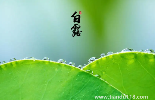 2022白露當(dāng)天出生好還是白露后出生好(白露生孩子要注意什么)(圖2) 2022白露當(dāng)天出生好還是白露后出生好2