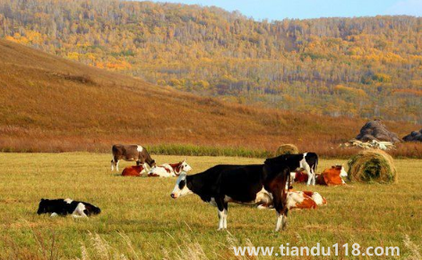 漠河九月份有極光嗎1