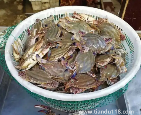 死梭子蟹吃了會(huì)有什么后果(吃梭子蟹的注意事項(xiàng))(圖3) 死梭子蟹吃了會(huì)有什么后果3