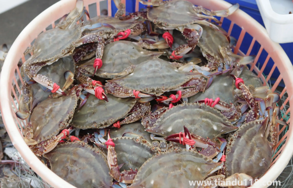 死梭子蟹吃了會有什么后果（吃梭子蟹的注意事項）