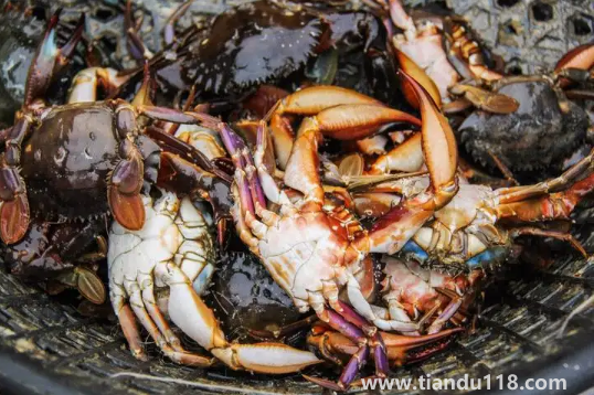 吃了死梭子蟹怎么辦2