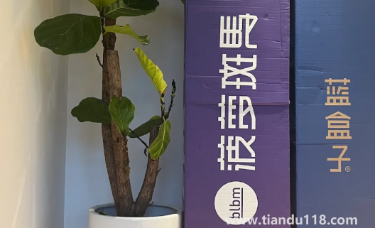 藍盒子和菠蘿斑馬哪個好1