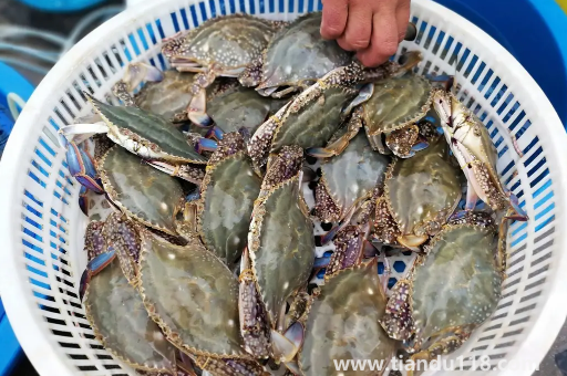 梭子蟹哪種好吃(梭子蟹的盛產(chǎn)時間是什么時候)(圖2) 梭子蟹哪種好吃2