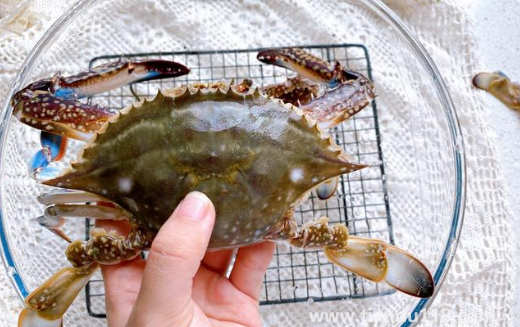 梭子蟹哪種好吃(梭子蟹的盛產(chǎn)時間是什么時候)(圖3) 梭子蟹哪種好吃3