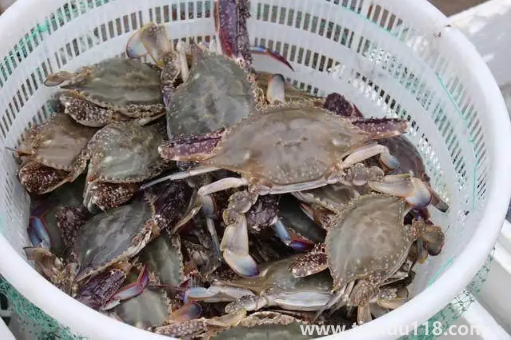 梭子蟹二母蟹會(huì)變成母蟹嗎1