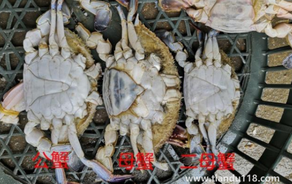 梭子蟹二母蟹會(huì)變成母蟹嗎3