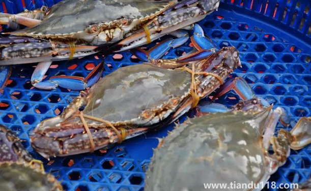 梭子蟹二母蟹和母蟹哪個好吃（梭子蟹怎么挑選）