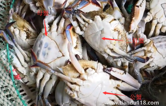 梭子蟹二母蟹和母蟹哪個(gè)好吃(梭子蟹怎么挑選)(圖2) 梭子蟹二母蟹和母蟹哪個(gè)好吃2