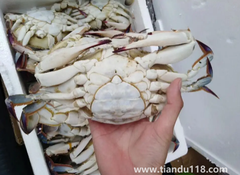 梭子蟹二母蟹和母蟹哪個(gè)好吃(梭子蟹怎么挑選)(圖3) 梭子蟹二母蟹和母蟹哪個(gè)好吃3