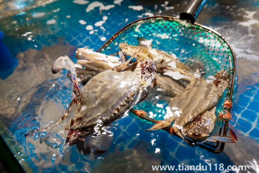 梭子蟹二母蟹是什么意思(梭子蟹什么時候吃最好)(圖2) 梭子蟹二母蟹是什么意思2