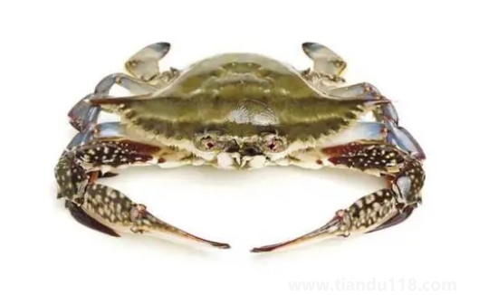 梭子蟹二母蟹是什么意思(梭子蟹什么時候吃最好)(圖3) 梭子蟹二母蟹是什么意思3