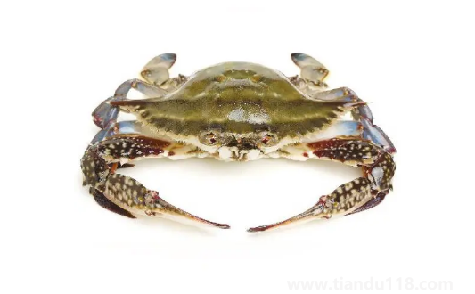 梭子蟹的蟹黃在哪里1