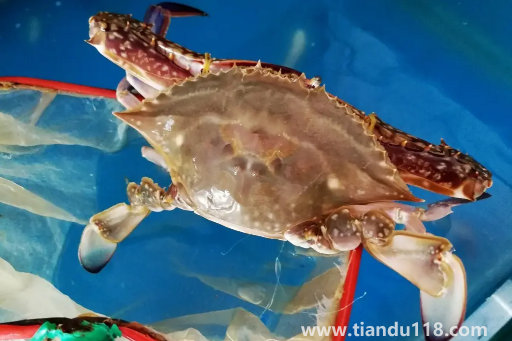 梭子蟹黃多還是大閘蟹黃多1