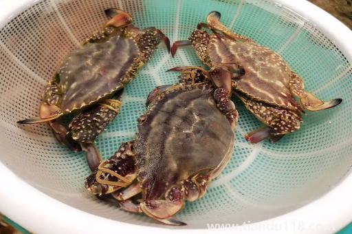 梭子蟹青殼還是黃殼好(梭子蟹怎么挑選)(圖3) 梭子蟹青殼還是黃殼好3