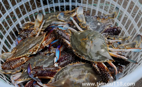 梭子蟹哪種有蟹黃1