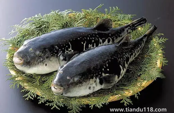 河豚哪里有毒最多最強(qiáng)1