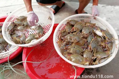 網(wǎng)購(gòu)梭子蟹品質(zhì)有保證嗎2