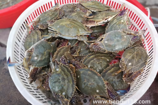 網上買梭子蟹為什么都是冷凍的2