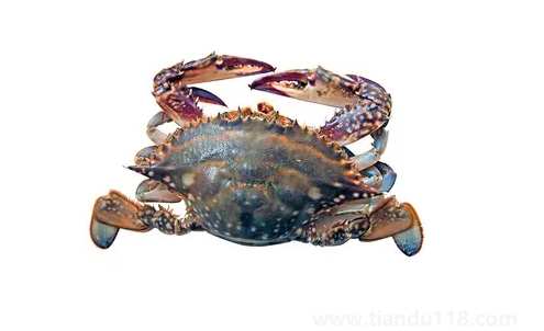 梭子蟹在網(wǎng)上買還是市場買（梭子蟹怎么挑選）