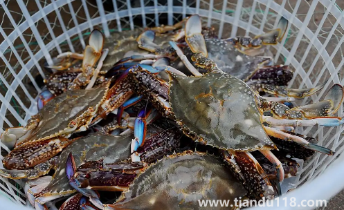 梭子蟹在網(wǎng)上買還是市場買3