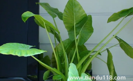 家里養(yǎng)滴水觀音吉祥嗎2