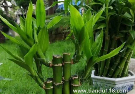 新房適合養(yǎng)什么綠植旺宅 2