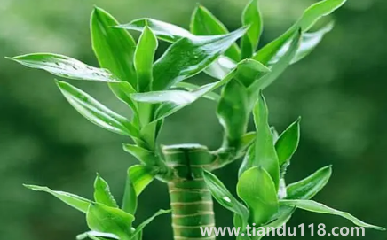 新房適合養(yǎng)什么綠植旺宅 3