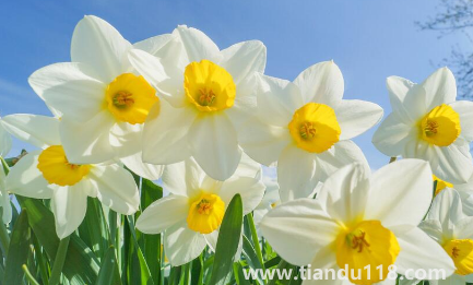 2022年11月能種水仙花嗎2