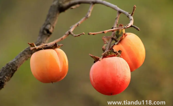 柿子和螃蟹間隔兩小時(shí)可以吃嗎3